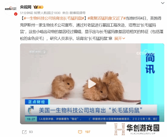 美国培育出长毛猛犸鼠引担忧：生化危机还是侏罗纪？